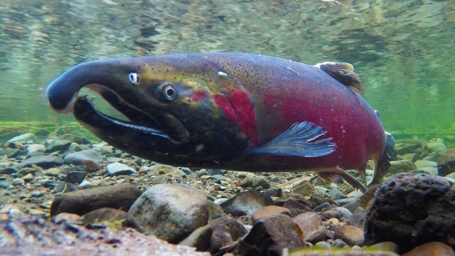 NFS and partners secure new protections for Oregon Coast coho salmon